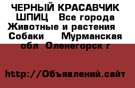 ЧЕРНЫЙ КРАСАВЧИК ШПИЦ - Все города Животные и растения » Собаки   . Мурманская обл.,Оленегорск г.